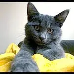 Chat, Small To Medium-sized Cats, Felidae, Moustaches, Chats noirs, Carnivore, Korat, Bleu russe, Nebelung, Domestic Short-haired Cat, Chatons, Chartreux, Asiatique, Museau, Bombay, German Rex, Polydactyl Cat, Griffe