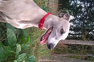 Nom Whippet Chien Isys