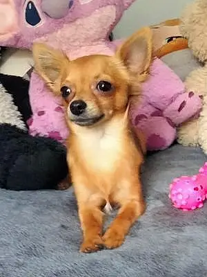 Nom Chihuahua Chien Muffin