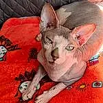 Donskoy, Sphynx, Chat, Peterbald, Felidae, Carnivore, Small To Medium-sized Cats, Moustaches, Faon, Art, Jouets, Linens, Visual Arts, Poil, Carmine, Illustration, Artifact, Comfort, Paint, Terrestrial Animal