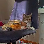 Chat, Comfort, Chair, Office Chair, Felidae, Carnivore, Small To Medium-sized Cats, Faon, Moustaches, Bois, Queue, Armrest, Cat Supply, Hardwood, Room, Poil, Wood Flooring, Assis, Electronic Instrument
