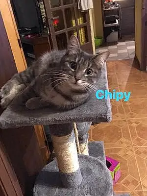 Nom Chat Chipy