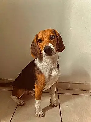 Beagle-harrier Chien Rio