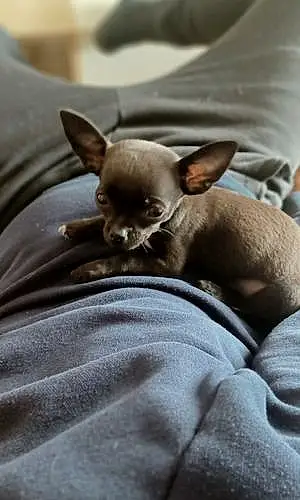 Nom Chihuahua Chien Moka