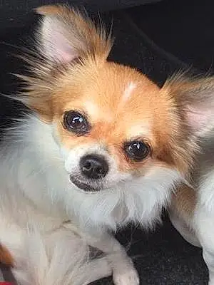 Nom Chihuahua Chien Bouille