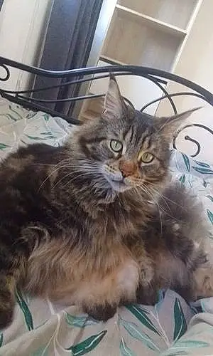 Maine Coon Chat Oscar
