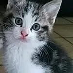 Chat, Small To Medium-sized Cats, Moustaches, Felidae, Carnivore, Chatons, Domestic Short-haired Cat, American Wirehair, Chat de lâ€™EgÃ©e, European Shorthair, Museau, Yeux, Polydactyl Cat, Asiatique, American Shorthair, NorvÃ©gien, American Curl, SibÃ©rien