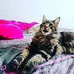 Chat, Small To Medium-sized Cats, Felidae, Moustaches, Chat tigrÃ©, Carnivore, Maine Coon, Chatons, NorvÃ©gien, European Shorthair, Poil, Dragon Li, American Shorthair, SibÃ©rien, Domestic Short-haired Cat, Bed Sheet, Pixie-bob, Chat sauvage, Asiatique