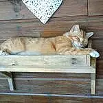 Chat, Felidae, Carnivore, Bois, Small To Medium-sized Cats, Faon, Moustaches, Comfort, Hardwood, Queue, Wood Stain, Outdoor Furniture, Herbe, Chien de compagnie, Poil, Domestic Short-haired Cat, Assis, Rectangle