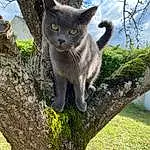 Chat, Felidae, Nature, Leaf, Plante, Carnivore, Arbre, Branch, Bleu russe, Ciel, Small To Medium-sized Cats, Trunk, Moustaches, Woody Plant, Museau, Queue, Herbe, Twig, Cloud, Domestic Short-haired Cat