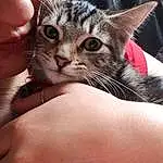 Chat, Small To Medium-sized Cats, Felidae, Moustaches, Carnivore, Chatons, Asiatique, American Shorthair, European Shorthair, Toyger, Chat tigrÃ©, Domestic Short-haired Cat, American Wirehair, Dragon Li, Sokoke, Hand, Singapura, Egyptian Mau