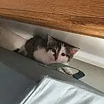 FenÃªtre, Comfort, Bois, Chat, Felidae, Small To Medium-sized Cats, Vehicle Door, Tints And Shades, Hardwood, Wood Stain, Table, Moustaches, Automotive Exterior, Poil, Plank, Arbre, Plywood, Linens, Windshield, Room