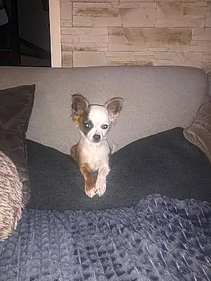 Nom Chihuahua Chien Pipa