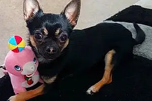 Nom Chihuahua Chien Minion