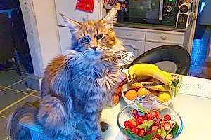 Nom Maine Coon Chat Ryu