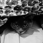 Chat, Blanc, Chapi Chapo, Carnivore, Sleeve, Black-and-white, Grey, Style, Headgear, Felidae, Moustaches, Small To Medium-sized Cats, Noir & Blanc, Monochrome, Museau, Pattern, Poil, Sun Hat, Linens, Fashion Accessory