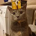 Chat, Felidae, Carnivore, Grey, Small To Medium-sized Cats, Faon, Moustaches, Museau, Bois, Poil, Domestic Short-haired Cat, Griffe, Canidae, Queue, Patte, Bleu russe, Chartreux, Terrestrial Animal, Korat