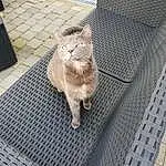 Felidae, Chat, Carnivore, Small To Medium-sized Cats, Grey, Faon, Comfort, Moustaches, Queue, Museau, Mesh, Poil, Domestic Short-haired Cat, Animal Shelter, Patte, Bois, Cage, Griffe, Sieste
