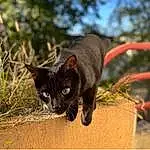 Chat, Plante, Carnivore, Small To Medium-sized Cats, Felidae, Moustaches, Flowerpot, Terrestrial Animal, Museau, Herbe, Chats noirs, Arbre, Queue, Bombay, Domestic Short-haired Cat, Poil, Havana Brown, Ciel, Canidae