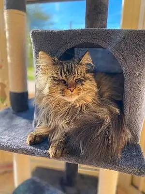 Nom Maine Coon Chat Piccolo