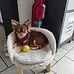 Carnivore, Felidae, Cat Supply, Faon, Small To Medium-sized Cats, Chien de compagnie, Pet Supply, Dog Supply, Moustaches, Queue, Museau, Chat, Bois, Race de chien, Outdoor Furniture, Domestic Short-haired Cat, Poil, Canidae, Wicker