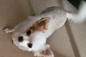 Nom Chihuahua Chien Olya
