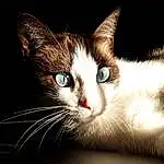 Chat, Moustaches, Small To Medium-sized Cats, Felidae, Nez, Museau, Carnivore, Yeux, Domestic Short-haired Cat, Ojos Azules, Close-up, Chatons, Poil, Chat de lâ€™EgÃ©e, American Wirehair, Oreille, Asiatique, European Shorthair, Black-and-white