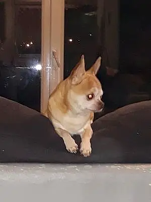 Nom Chihuahua Chien Mojo
