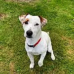 Chien, Race de chien, Canidae, Carnivore, Chien de compagnie, Russell Terrier, Herbe, Jack Russell Terrier, Museau, Chiots, Rare Breed (dog), Plante, Adventure, Parson Russell Terrier, Treeing Feist, Feist, Irishjacks