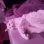 Head, Chat, Yeux, Felidae, Purple, Comfort, Small To Medium-sized Cats, Carnivore, Moustaches, Rose, Race de chien, Bed, Chien de compagnie, Queue, Museau, Magenta, Linens, Event, Canidae, Poil
