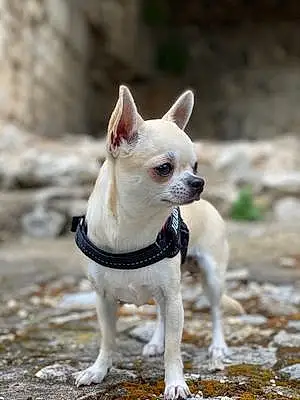 Nom Chihuahua Chien Pimkie