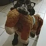Poil, Canidae, Chien, Race de chien, Museau, Stuffed Toy, Shih Tzu, Non-sporting Group, Carnivore