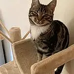 Chat, Carnivore, Felidae, Bois, Grey, Small To Medium-sized Cats, Moustaches, Queue, Domestic Short-haired Cat, Terrestrial Animal, Cat Supply, Poil, Patte, Art, Cat Furniture, Assis