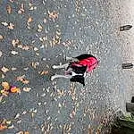 Road Surface, Asphalt, Plante, Arbre, People In Nature, Sidewalk, Tints And Shades, Herbe, Road, Tar, Landscape, Human Leg, Shadow, Carmine, Street, Recreation, Concrete, Leisure, Cobblestone