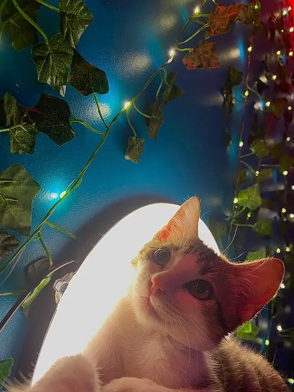 Chat, Light, Leaf, Nature, Felidae, Branch, Carnivore, Ciel, Small To Medium-sized Cats, Faon, Moustaches, Woody Plant, Christmas Ornament, Bois, Plante, Twig, Queue, Event, Arbre