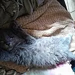 Chat, Comfort, Felidae, Carnivore, Grey, Small To Medium-sized Cats, Faon, Moustaches, FenÃªtre, Linens, Queue, Bedding, Human Leg, Domestic Short-haired Cat, Poil, Bed Sheet, Griffe, Couch, Sieste, Canidae