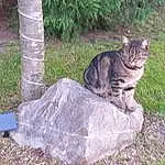 Plante, Chat, Felidae, Carnivore, Herbe, Groundcover, Terrestrial Animal, Trunk, Bois, Moustaches, Small To Medium-sized Cats, Arbre, Bedrock, Queue, Domestic Short-haired Cat, Big Cats, Poil, Rock, Landscape, Landscaping