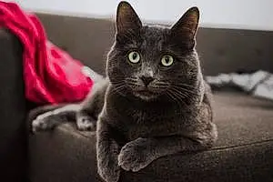 Nom Chartreux Chat Poly