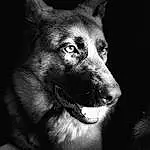Chien, Race de chien, Carnivore, Human Body, Jaw, Flash Photography, Moustaches, Style, Museau, Wolf, Noir & Blanc, Monochrome, Terrestrial Animal, Darkness, Art, Canidae, Poil, Canis