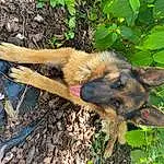 Chien, Plante, Race de chien, Carnivore, Faon, Museau, Berger allemand, Canidae, Herbe, Soil, Terrestrial Animal, Canis, Vieux chien de berger allemand, Working Animal, Working Dog