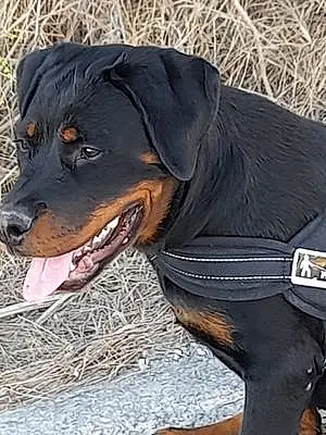 Rottweiler Chien Toulouse