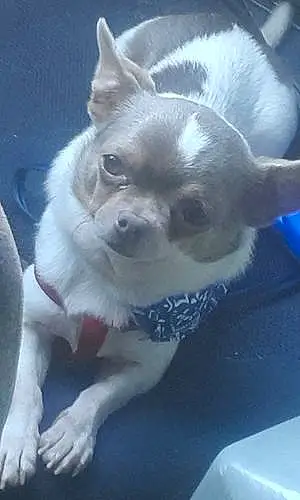 Nom Chihuahua Chien Pitchoun