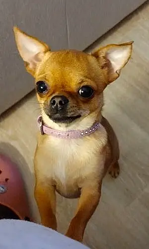 Nom Chihuahua Chien Suzie