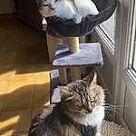 Chat, FenÃªtre, Light, Carnivore, Bois, Felidae, Grey, Small To Medium-sized Cats, Moustaches, Queue, Hardwood, Poil, Cat Supply, Domestic Short-haired Cat, Door, Box, Comfort, Griffe, Cat Furniture