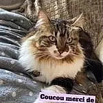 Chat, Felidae, Carnivore, Small To Medium-sized Cats, Moustaches, Museau, Font, Patte, Poil, Domestic Short-haired Cat, LÃ©gende de la photo, Terrestrial Animal, Comfort, Griffe, Photography