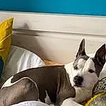 Chien, Bleu, Comfort, Race de chien, Carnivore, Collar, Faon, Chien de compagnie, Museau, Dog Supply, Bull Terrier, Couch, Working Animal, Linens, Moustaches, Australian Cattle Dog, Recreation, Guard Dog, Canidae