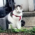 Chat, Plante, Carnivore, Felidae, Herbe, Moustaches, Grey, Small To Medium-sized Cats, Arbre, Queue, Domestic Short-haired Cat, Poil, Assis, Automotive Tire