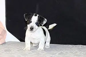 Nom Jack Russell Chien Tic-tac