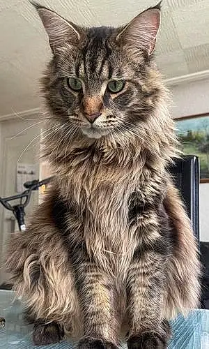 Nom Maine Coon Chat Scar