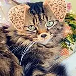 Chat, Yeux, Felidae, Carnivore, Small To Medium-sized Cats, Moustaches, Terrestrial Animal, Museau, Poil, Domestic Short-haired Cat, Griffe, Queue, Patte, Sand, Ciel, Pattern, Herbe